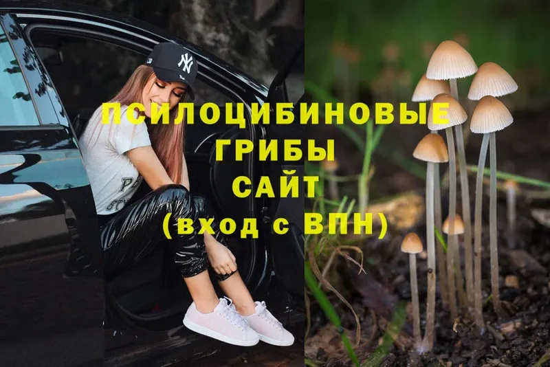 Псилоцибиновые грибы Psilocybe  Крымск 